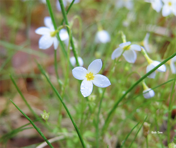 Bluets by Bob See